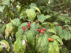 Eleutherococcus sessiliflorus