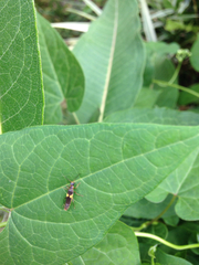 Asclepias syriaca