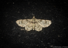 Chloroclystis guttifera