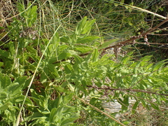 Acrometopa macropoda