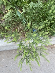 Lepidium densiflorum