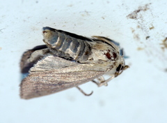 Mythimna sicula