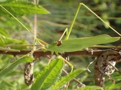 Acrometopa macropoda