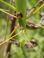 Acrometopa macropoda