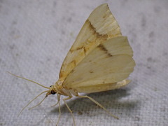 Eulithis mellinata