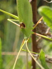 Acrometopa macropoda