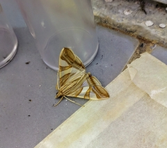 Agrioglypta zelimalis
