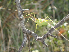 Acrometopa macropoda