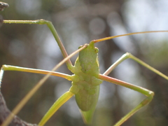 Acrometopa macropoda