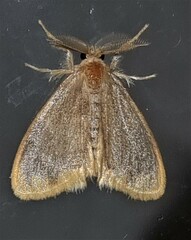 Euproctis fimbriata