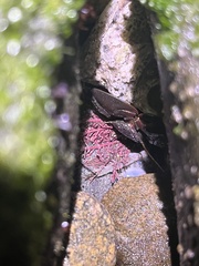 Petrolisthes cabrilloi