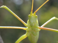 Acrometopa macropoda