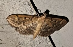 Herpetogramma stultalis