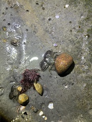 Petrolisthes cabrilloi