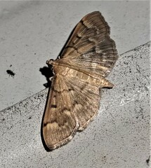 Herpetogramma stultalis