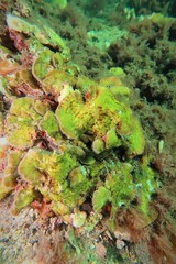 Sonderophycus capensis