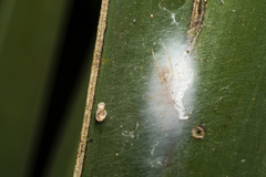 Myrmaplata plataleoides