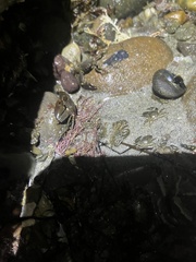 Petrolisthes cabrilloi