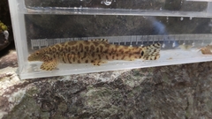 Vanmanenia stenosoma