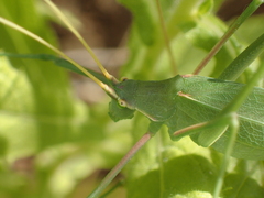 Acrometopa macropoda