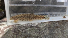 Vanmanenia stenosoma