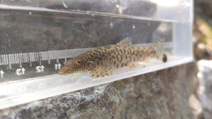 Vanmanenia stenosoma