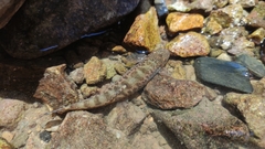 Vanmanenia stenosoma