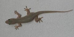 Hemidactylus platycephalus