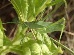 Acrometopa macropoda