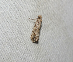 Morophaga choragella