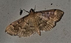Herpetogramma stultalis