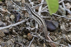 Leiocephalus raviceps