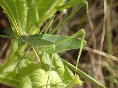 Acrometopa macropoda