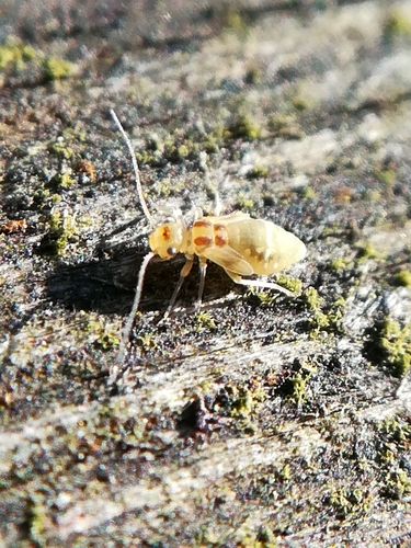 F-winged Barklouse, photo 9 of 9