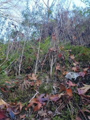 Phyllostachys aurea