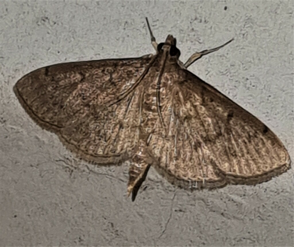 Grass Webworm Moth From 32 Panoramic Drive Narangba Brisbane QLD   Large 