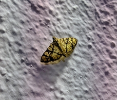 Glyphodes caesalis