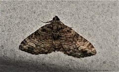 Eucymatoge peplodes