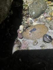 Petrolisthes cabrilloi