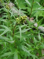Artemisia tilesii