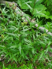 Artemisia tilesii