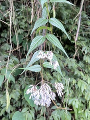 Eupatorium tashiroi
