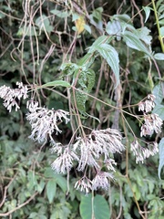 Eupatorium tashiroi