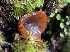 Aleurina