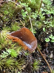 Aleurina