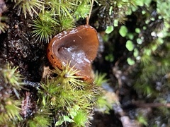 Aleurina