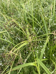 Scirpus radicans