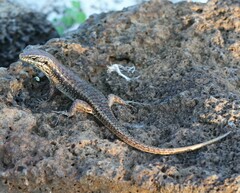 Trachylepis comorensis