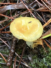 Amanita xanthocephala