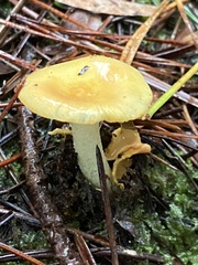 Amanita xanthocephala